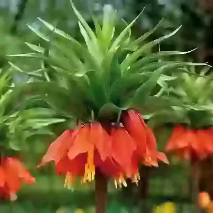 Imperialis Aurora